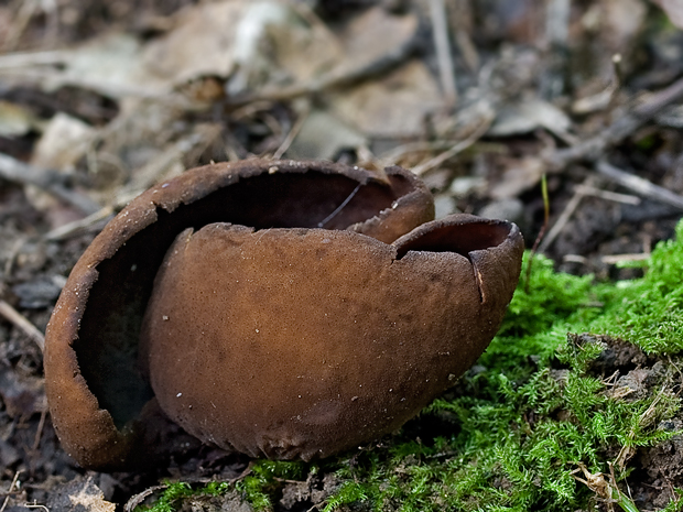 uško Otidea sp.