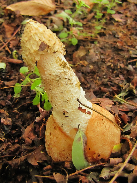 hadovka smradľavá Phallus impudicus L.