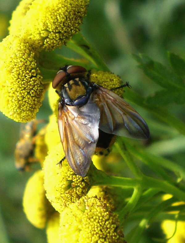 kuklice Phasia aurigera