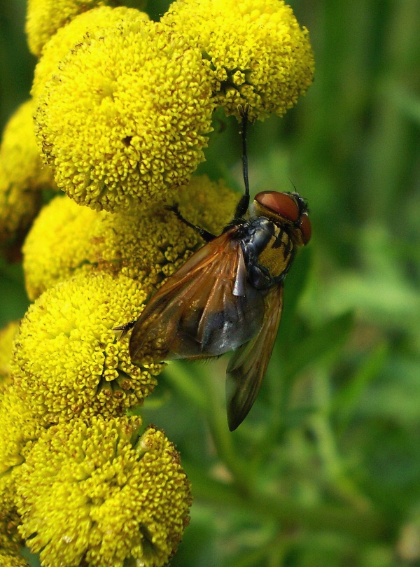 kuklice Phasia aurigera