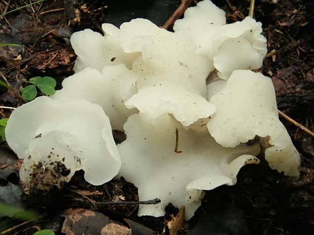 pajelenka želatínová Pseudohydnum gelatinosum (Scop.) P. Karst.