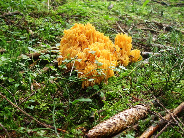 strapačka zlatožltá Ramaria aurea (Schaeff.) Quél.