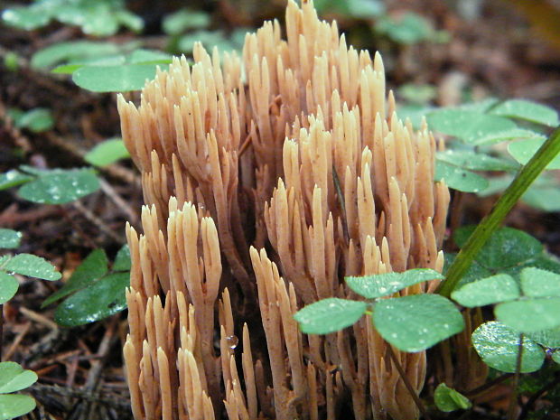 strapačka Ramaria sp.