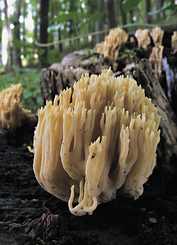 strapačka vzpriamená Ramaria stricta (Pers.) Quél.