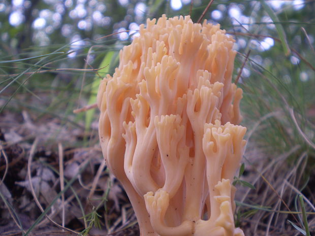 strapačka lososovoružová Ramaria subbotrytis (Coker) Corner