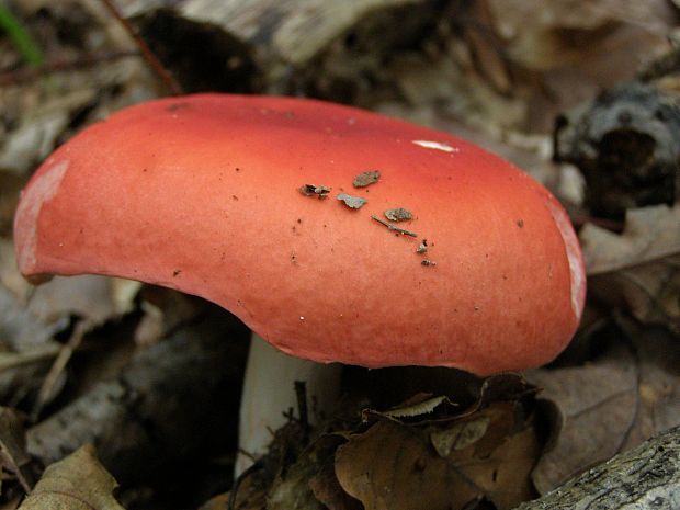 plávka jahodovočervená Russula paludosa Britzelm.