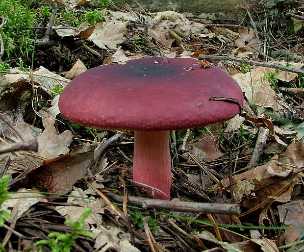 plávka krvavá Russula sanguinaria (Schumach.) Rauschert