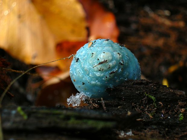 golierovka zelenkastá Stropharia aeruginosa (Curtis) Quél.