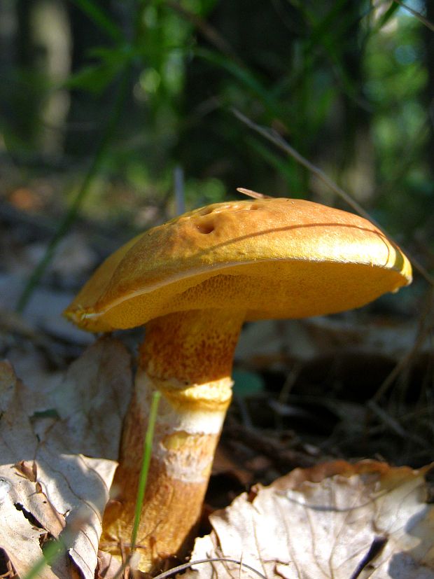 masliak smrekovcový Suillus grevillei (Klotzsch) Singer