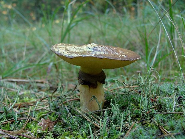 masliak obyčajný Suillus luteus (L.) Roussel