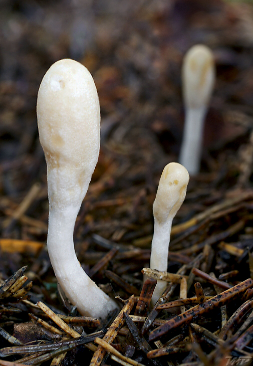 kyjovec tmavnúci Trichoderma alutaceum Jaklitsch