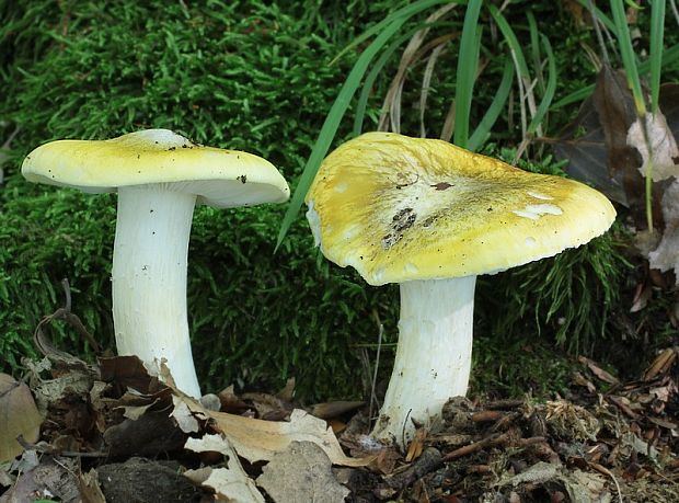 čírovka zelenohnedastá Tricholoma sejunctum (Sowerby) Quél.