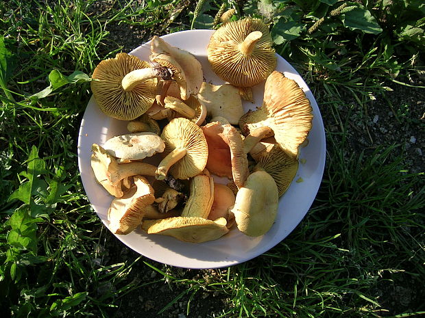 čírovka sírovožltá Tricholoma sulphureum (Bull.) P. Kumm.