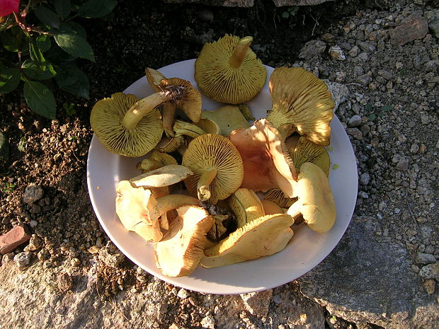 čírovka sírovožltá Tricholoma sulphureum (Bull.) P. Kumm.