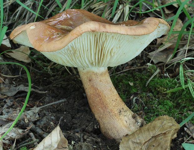 čírovka slizká Tricholoma ustaloides Romagn.