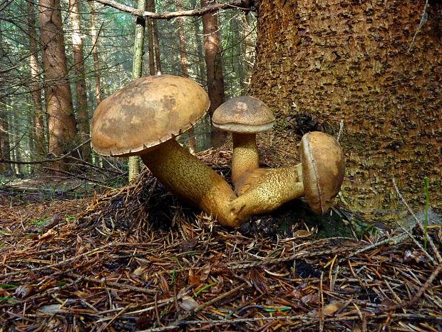 hřib žlučník  Tylopilus felleus (Bull.) P. Karst.