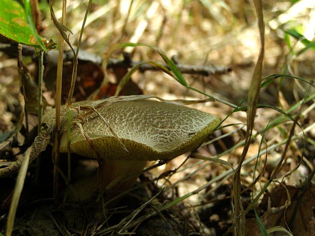 suchohríb žltomäsový Xerocomellus chrysenteron (Bull.) Šutara