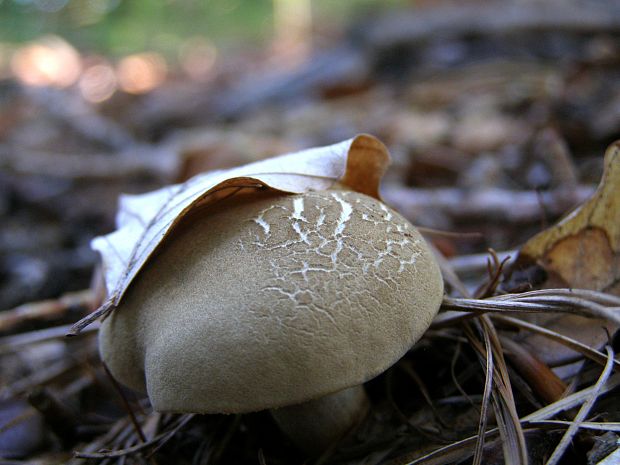 suchohríb Xerocomus sp.