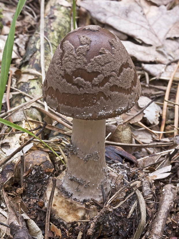 muchotrávka Amanita sp.