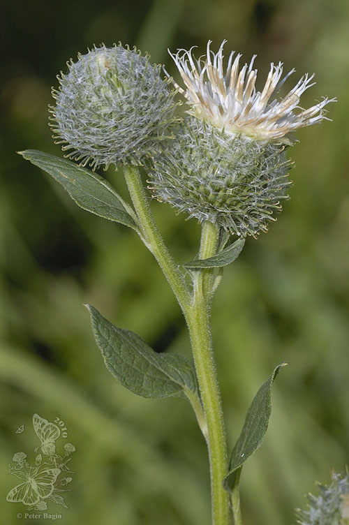 lopúch plstnatý Arctium tomentosum Mill.