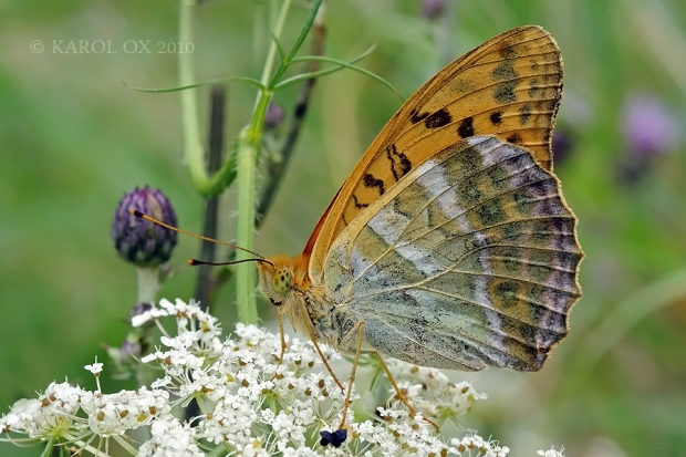 perlovec striebristopásavý Argynnis paphia