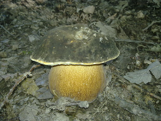 hríb bronzový Boletus aereus Bull. ex Fr.