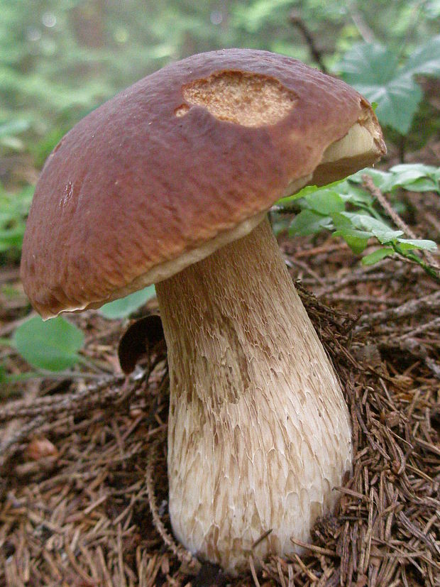 hríb smrekový Boletus edulis Bull.