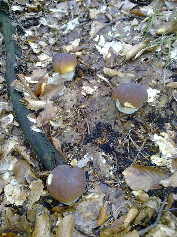 hríb smrekový Boletus edulis Bull.