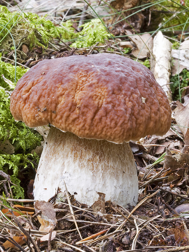 hríb smrekový Boletus edulis Bull.