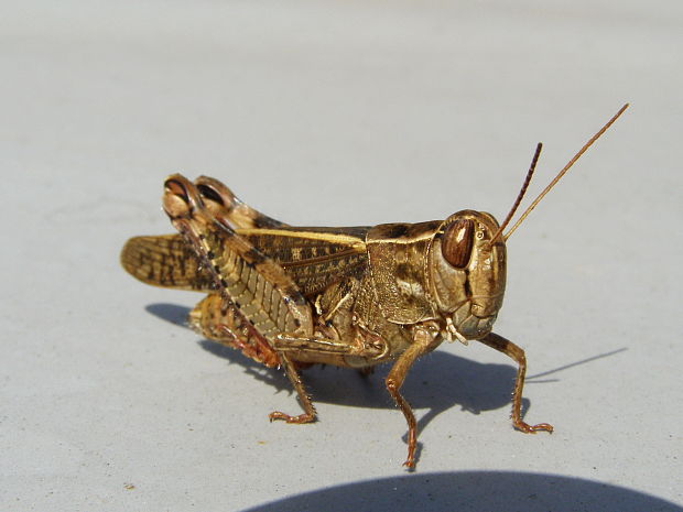 koník ružovokrídly. Calliptamus italicus.