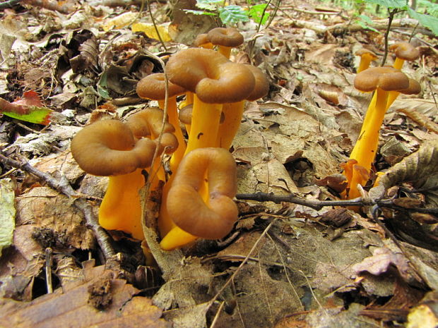 kuriatko žltohnedé Cantharellus lutescens Fr.