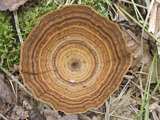 kožovník pásikavý Coltricia perennis (L.) Murrill