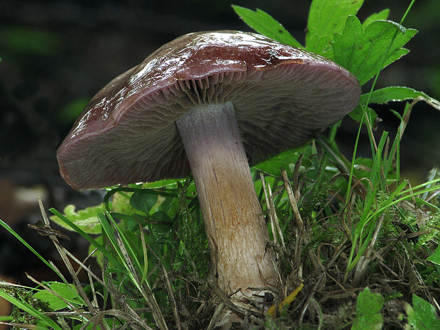 pavučinovec Cortinarius sp.