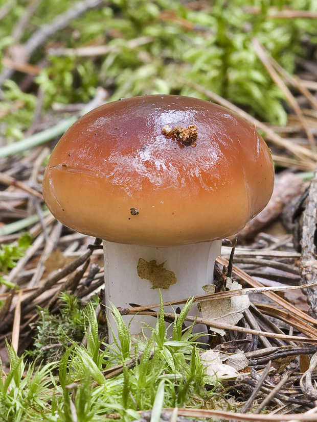 pavučinovec? Cortinarius sp.