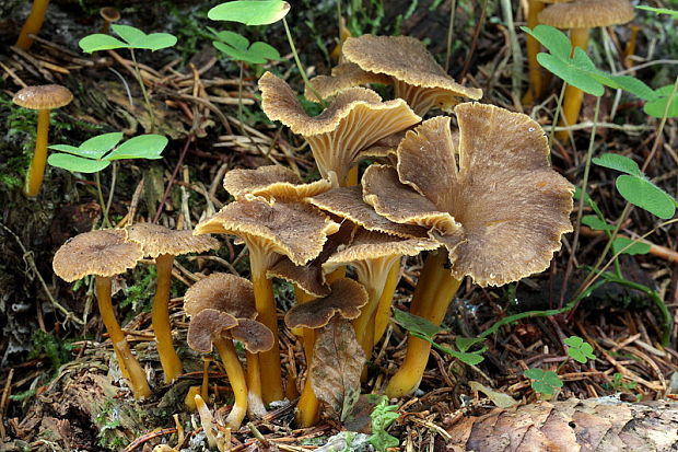 kuriatko lievikovité Craterellus tubaeformis (Fr.) Quél.