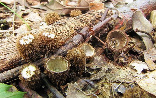 čiaškovec pásikavý Cyathus striatus (Huds.) Willd.