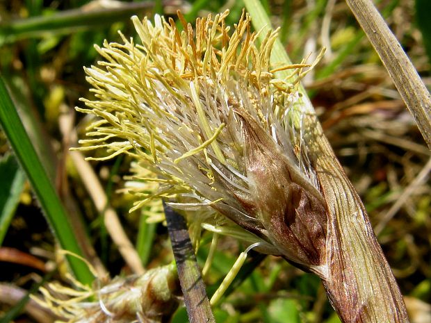 páperník úzkolistý Eriophorum angustifolium Honck.