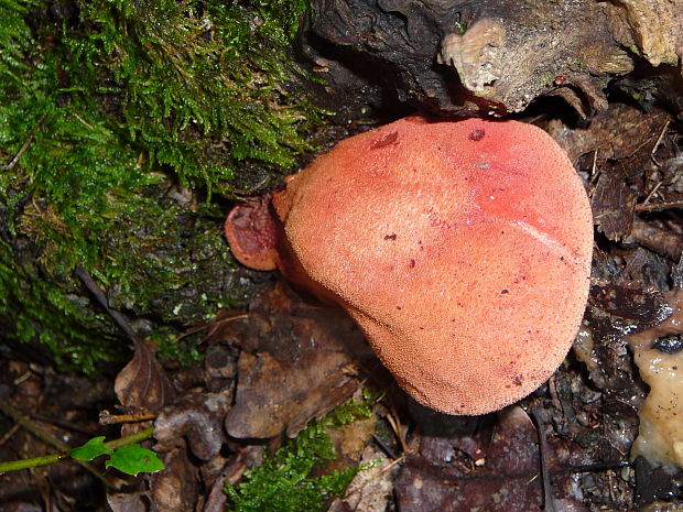 pečeňovec dubový Fistulina hepatica (Schaeff.) With.