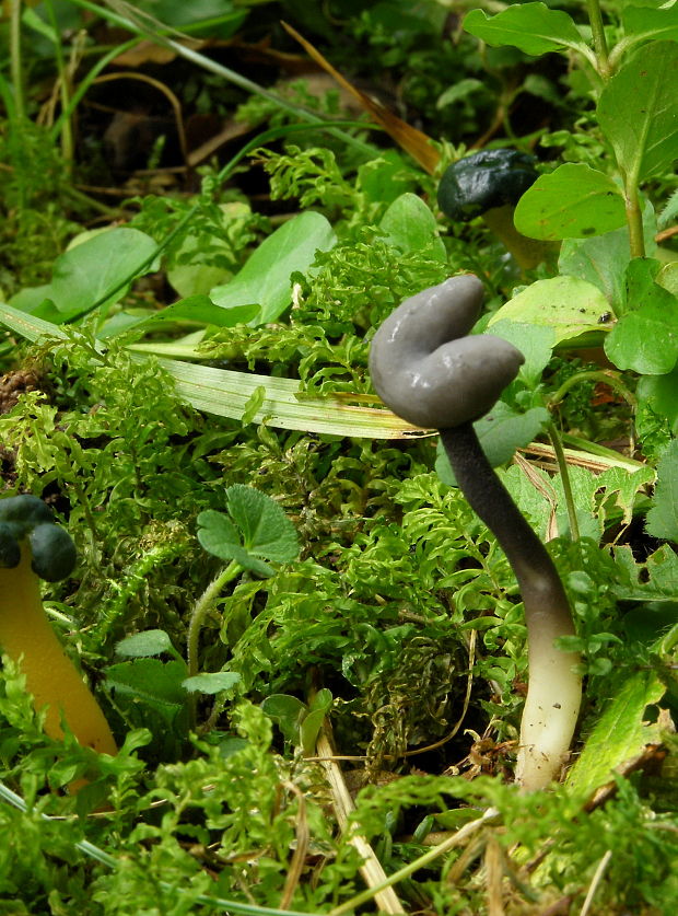 chriapač Helvella sp.