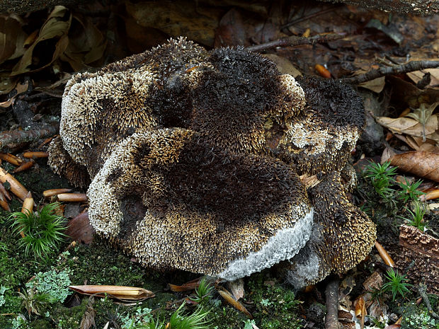 jelenkovka Hydnellum compactum (Pers.) P.Karst.