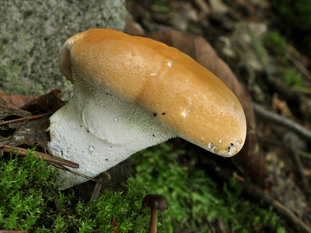 jelenka poprehýbaná Hydnum repandum L.