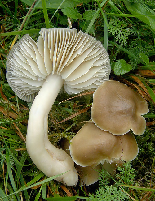 lúčnica Hygrocybe sp.