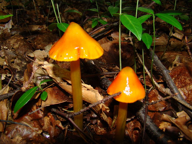 lúčnica Hygrocybe sp.