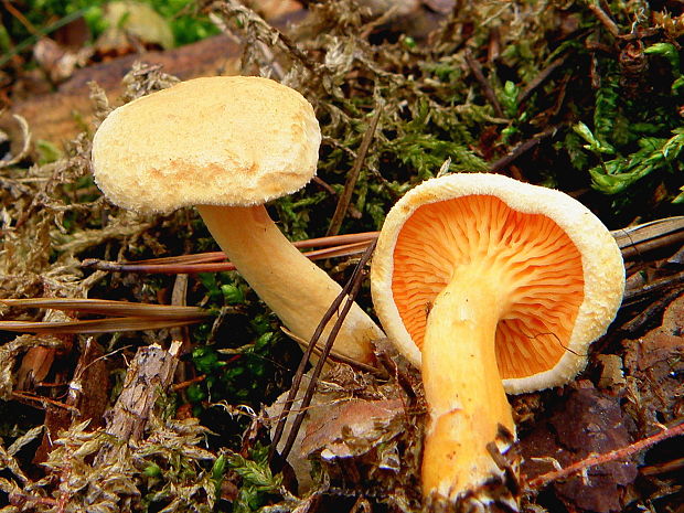 líška oranžová Hygrophoropsis aurantiaca (Wulfen) Maire