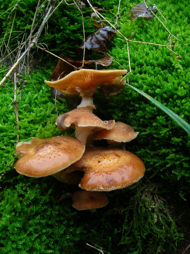 šupinačka menlivá Kuehneromyces mutabilis (Schaeff.) Singer & A.H. Sm.