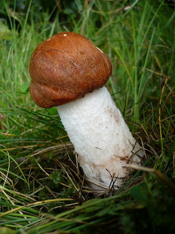 kozák osikový Leccinum albostipitatum den Bakker & Noordel.