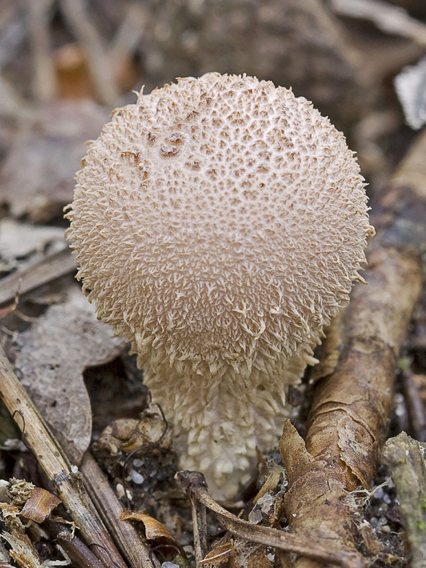 prášnica Lycoperdon sp.