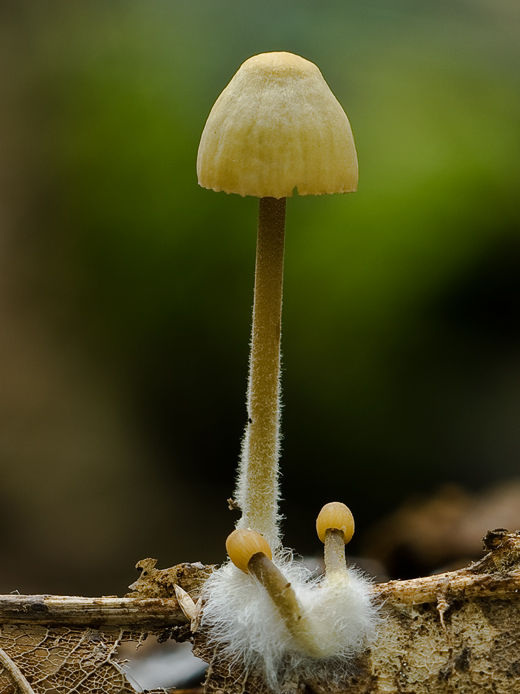 prilbička Mycena sp.