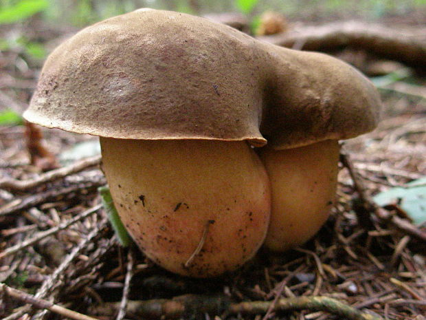 hríb úhľadný horský Rubroboletus rubrosanguineus (Cheype) Kuan Zhao & Zhu L. Yang