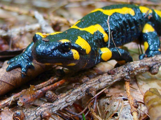 salamandra škvrnitá Salamandra salamandra